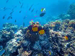 An underwater shot showing coral and lots of fish