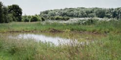 A picture of a pond in a field, with lush vegetation all round it and trees in the background