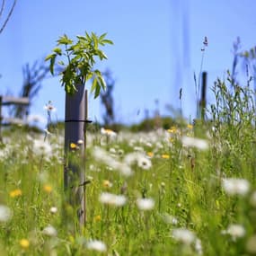 Sapling emerging out of a tree shelter in a field of wildflowers