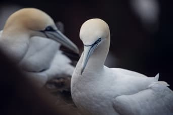 Two northern gannets are shown in close-up, with one bird in the foreground and the other slightly blurred in the background. Both birds have striking white feathers, pale yellow heads, and long, pointed beaks. The image captures their sharp blue eyes and the texture of their plumage, set against a dark, blurred background.