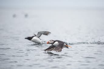 A puffin and a guillemot come in to land on water