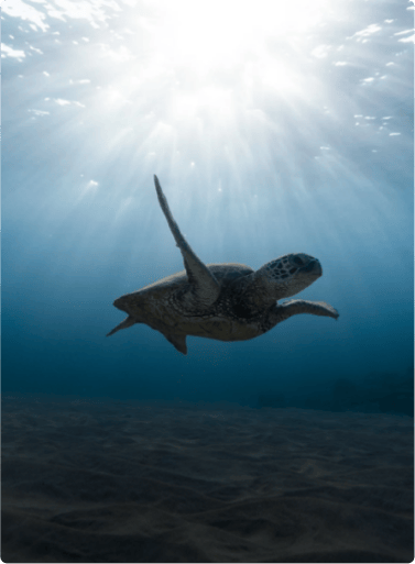 A sea turtle swims gracefully underwater, facing slightly upwards. Sunlight filters through the water's surface, creating a radiant beam effect that illuminates the turtle and the surrounding ocean. The background features a gradient of deep blue to lighter shades, with soft sand visible beneath the turtle. The scene conveys a sense of serenity and the beauty of marine life.