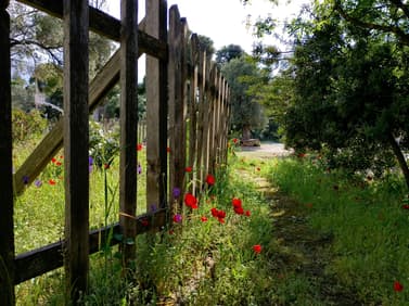 A wooden fence with vertical slats runs along a narrow path, surrounded by vibrant wildflowers, including red poppies and purple blooms. The scene is set in a lush green area with trees in the background, and a basketball hoop is visible through the fence. Sunlight filters through the foliage, creating a serene atmosphere. The path appears slightly overgrown with grass and flowers, leading to an open space beyond the fence.