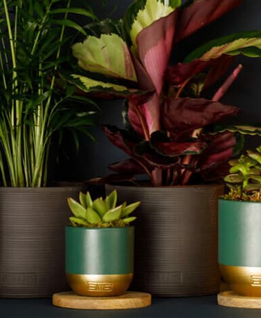 The image features a collection of potted plants against a dark background. On the left, a tall, leafy green plant is in a textured grey pot. Next to it, a vibrant maroon and green plant with broad leaves is displayed in a similar grey pot. In the foreground, two smaller pots are visible: a round, teal pot with a gold base holds several small green succulents, sitting on a wooden coaster, while a taller, slim teal pot with a gold base contains another plant