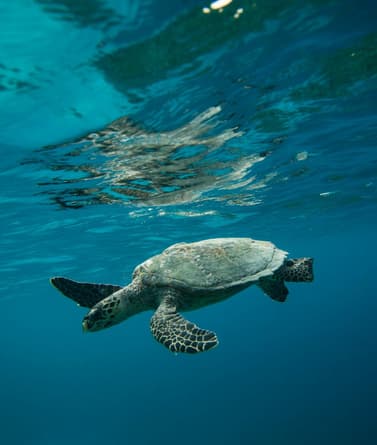 A green sea turtle swims gracefully underwater, its flippers extended and moving through the clear blue water. The turtle's shell is a muted grey with hints of green, and its head features a distinctive pattern of dark scales. Sunlight filters through the water's surface, creating shimmering reflections and illuminating the scene. The background consists of varying shades of blue, enhancing the tranquil underwater environment.