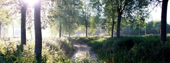The river blackwater shown on West Street where it snakes through trees, with the sun shining through