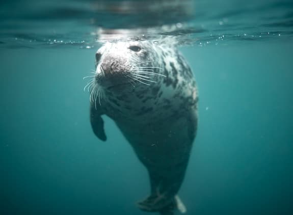 A grey seal is swimming just below the water's surface, facing the camera. Its rounded head features prominent whiskers, and its body is covered in mottled grey and black patterns. The water is clear, with a soft blue-green hue, and small bubbles can be seen in the water around the seal. The background fades into a deeper shade of blue, adding depth to the underwater scene.