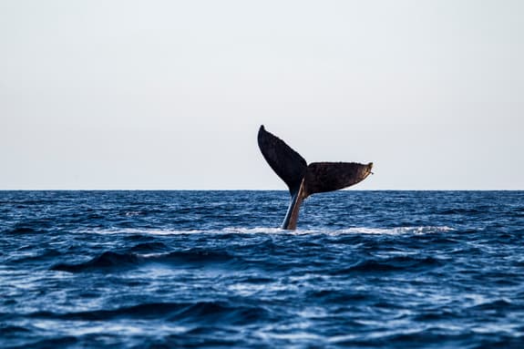 A whale's tail is visible above the ocean surface, with water rippling around it. The sky is clear and light, creating a serene backdrop to the scene.