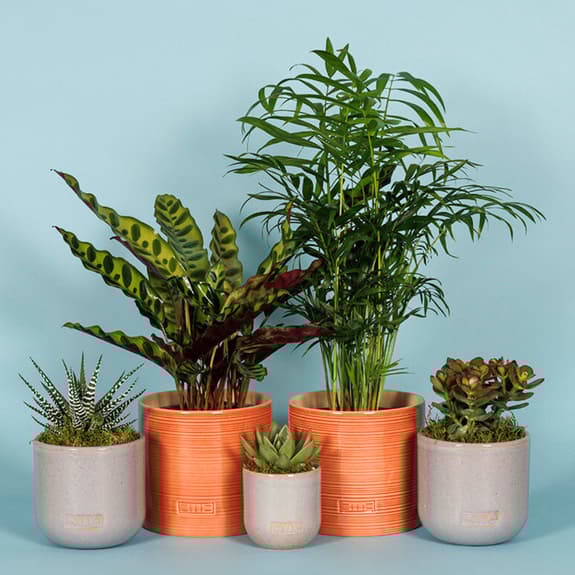 A group of five houseplants, two small and three big. The small ones are in glazed grey pots and the larger ones are in glazed orange pots. There is a blue background.