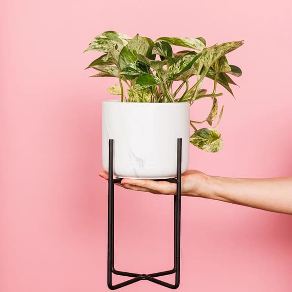 A pink background featuring a plant in a marble pot on a black plantstand being held out by an arm coming in from the right