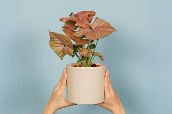 A pair of hands holds a light beige ceramic pot containing a vibrant houseplant with large, textured leaves in shades of green and copper. The background is a soft blue, creating a calm atmosphere. The plant appears healthy, with several prominent leaves extending outward, showcasing their unique shape and colour variations. The focus is on the hands and the plant, emphasising a connection to nature and indoor gardening.