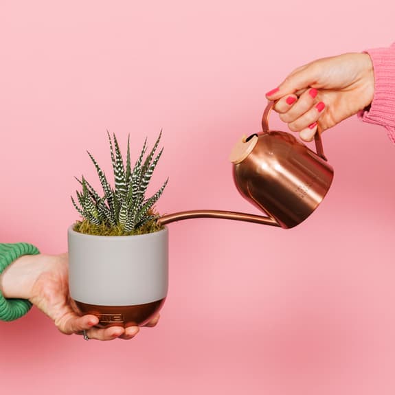 A hand from the left is holding a haworthia potted plant and this is being watered with a copper watering can being held by a hand from the right.