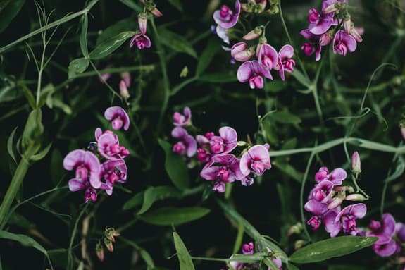A photo of pink sweet peas