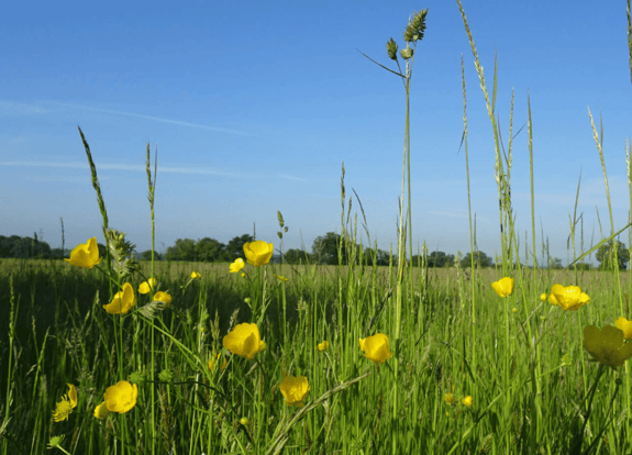 A field with grass and buttercups, with the photo taken from grass height