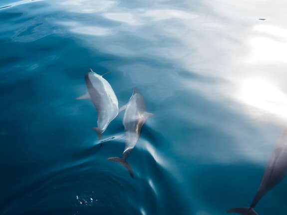 2 dolphins swimming near the surface