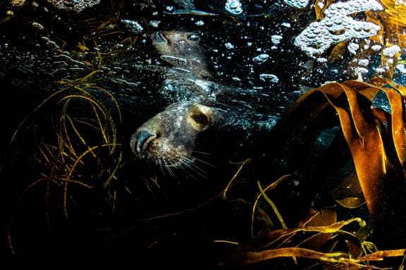 sea lion amongst sea weed
