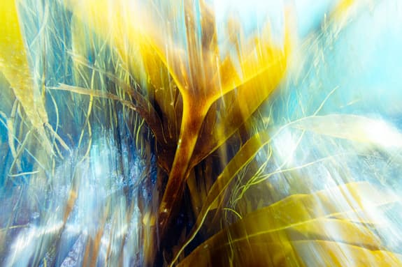 abstract seaweed image