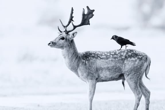 stag with bird on its back