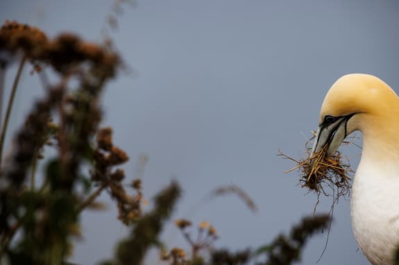 white sea bird building a nest