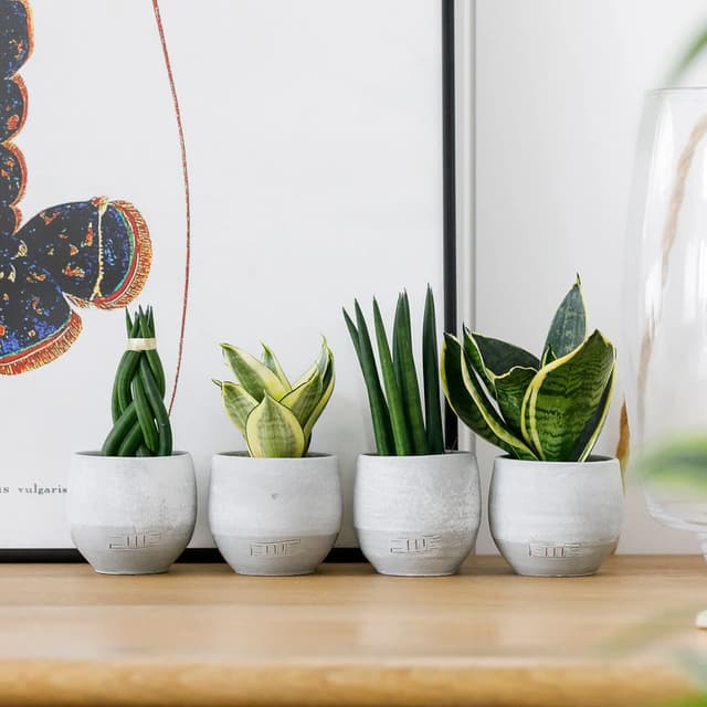 A wooden table features four small grey pots containing various green plants. From left to right, the first pot holds a spiral-shaped plant, the second has a pointed plant with yellow edges, the third contains tall green leaves, and the fourth displays broad leaves with light and dark green stripes. Behind the plants is a framed artwork with a colourful abstract design, primarily featuring a dark shape outlined in red and orange. A clear glass vase is partially visible on the right side, adding a touch of elegance