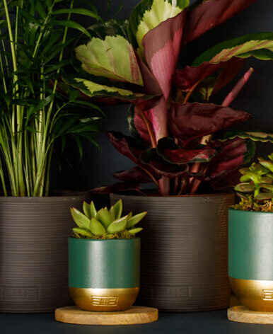 collection of house plants from the little botanical