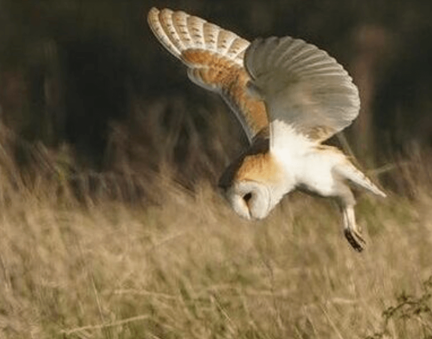 A barn owl swooping down onto a field about to pounce on its prey