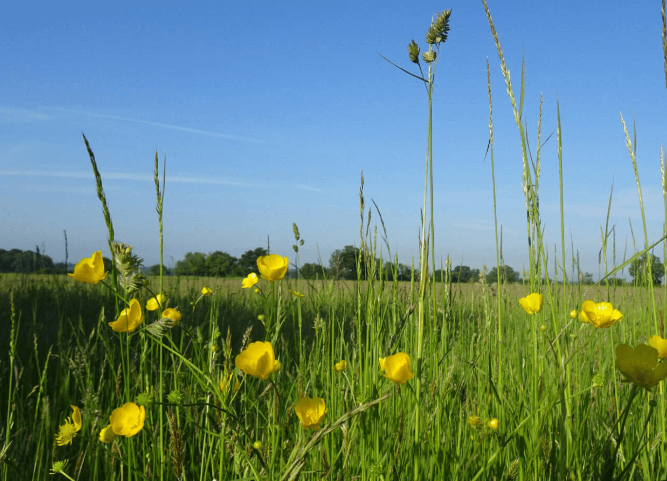 A field with grass and buttercups, with the photo taken from grass height