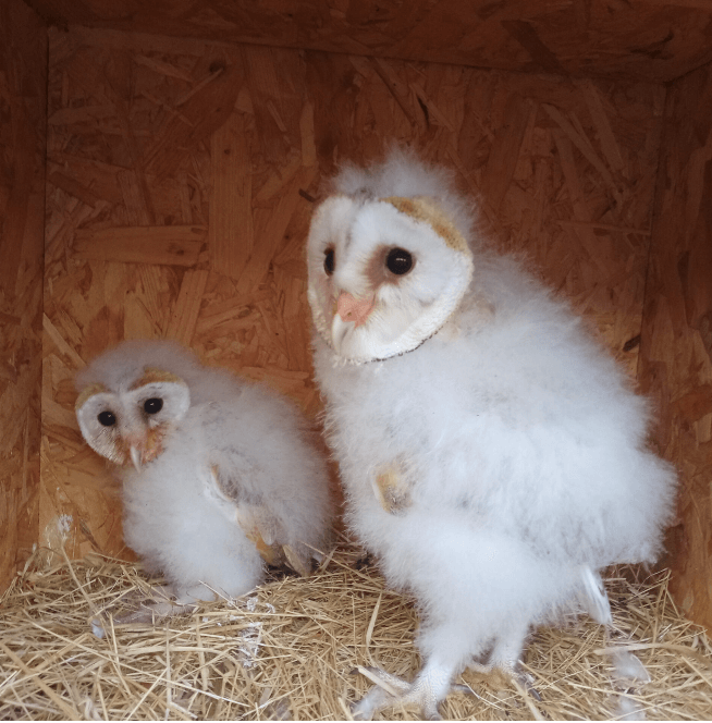 Two very fluffy owlet chicks inside a plywood owl box with a floor covered in straw