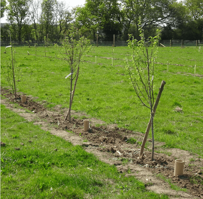 A row of tree saplings growing